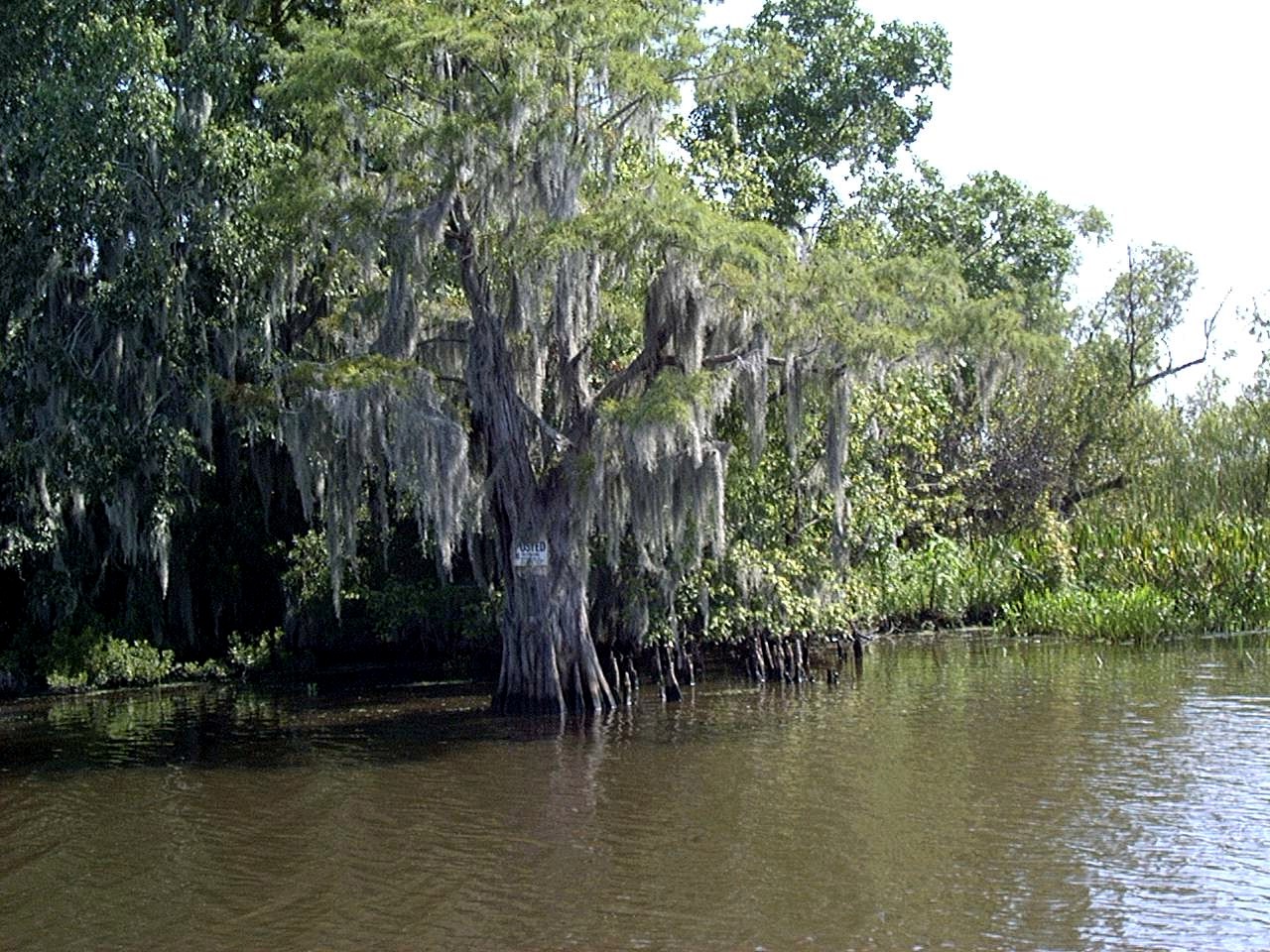 ../Images/8-2-02 Cypress Swamp Tour 19.jpg